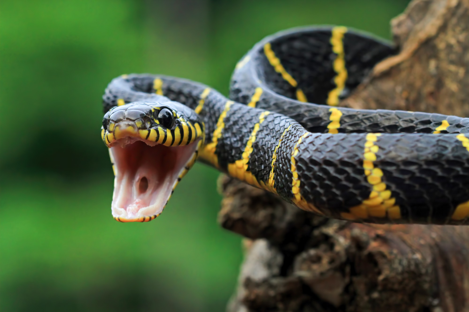 reptile room in nashvile