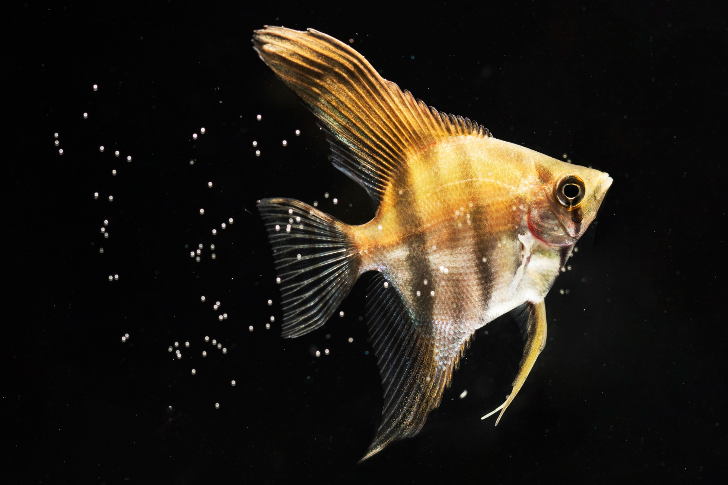Goldfish… Second-Class Citizens
