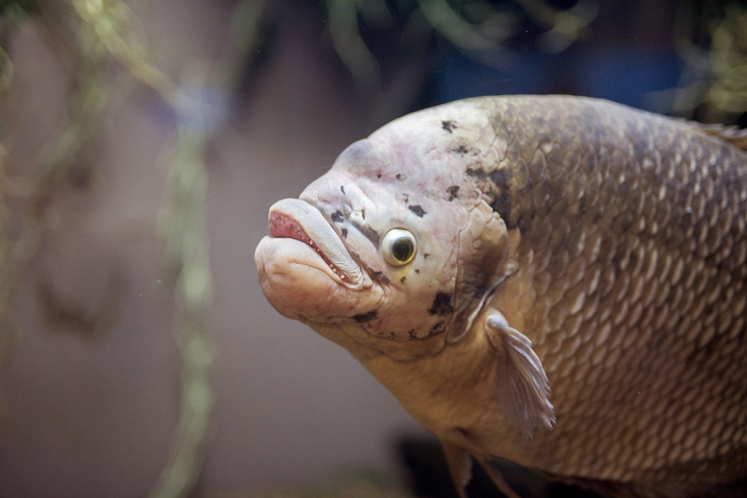 Stress: Its Role In Fish Diseases