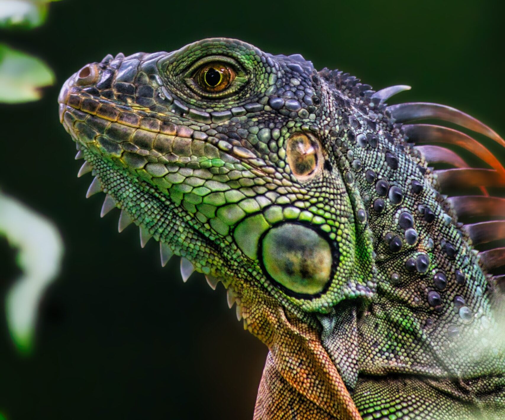 nashville green ekamelev reptile room guide