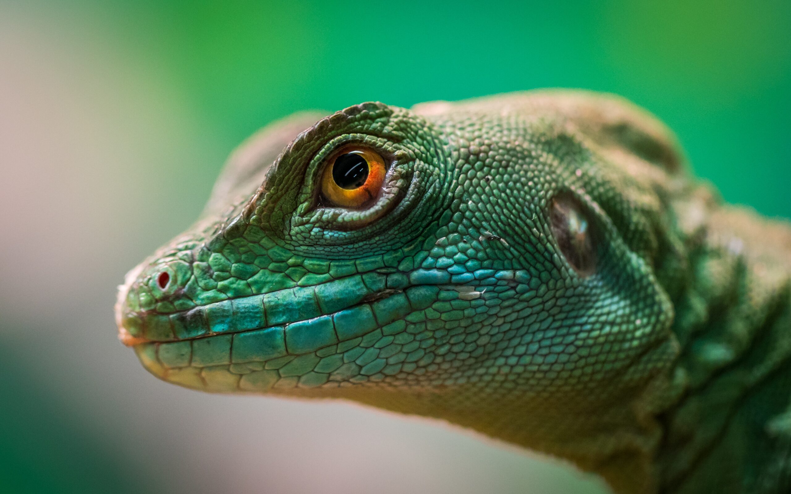 healthy reptiles nashville