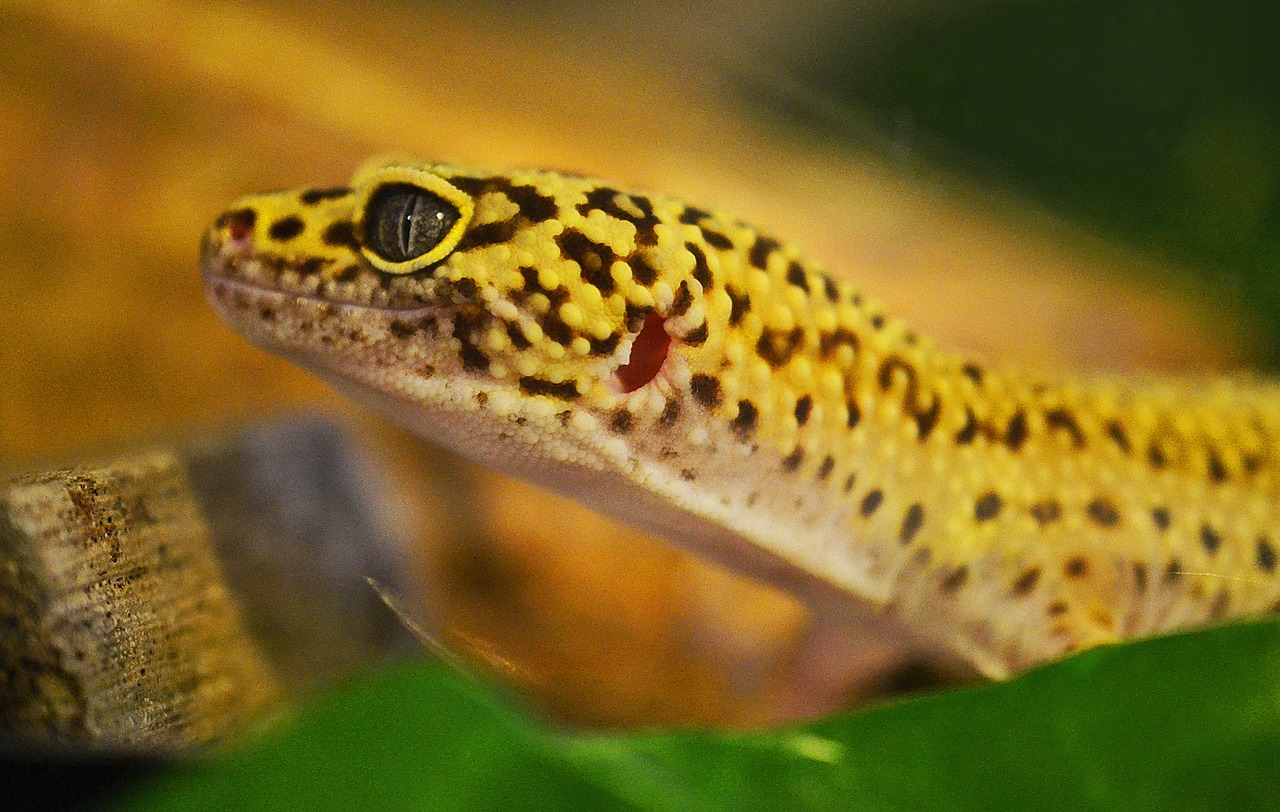 gecko reptile room guide