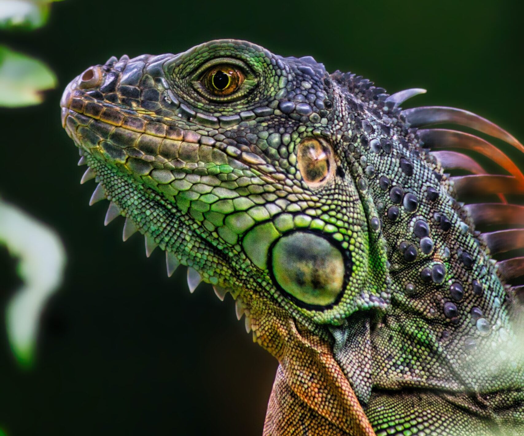 So… You Want To Buy A Reptile