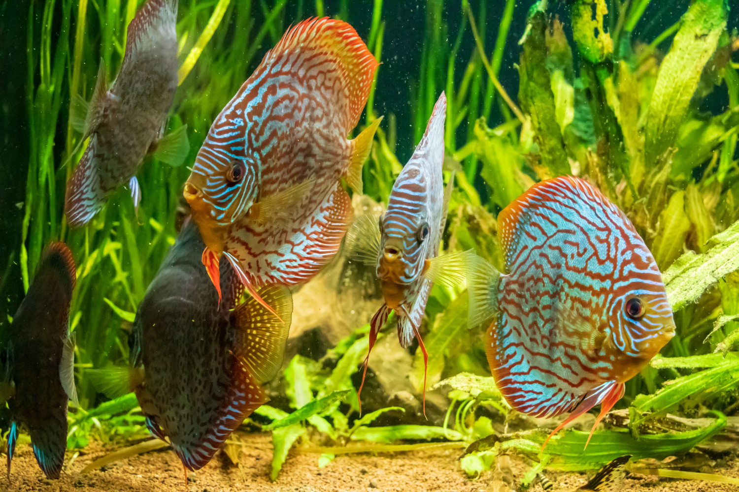 brown discus fish nashville fish store