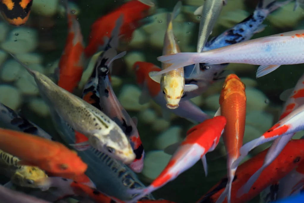 nashville pond fish guide