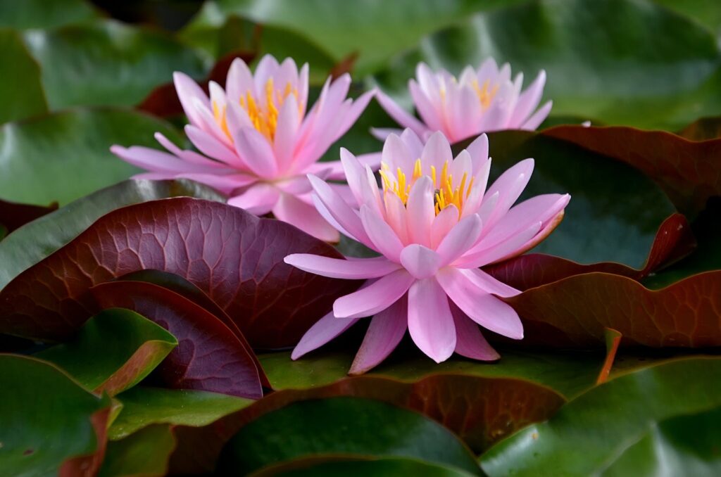 nashville aquarium pond plant