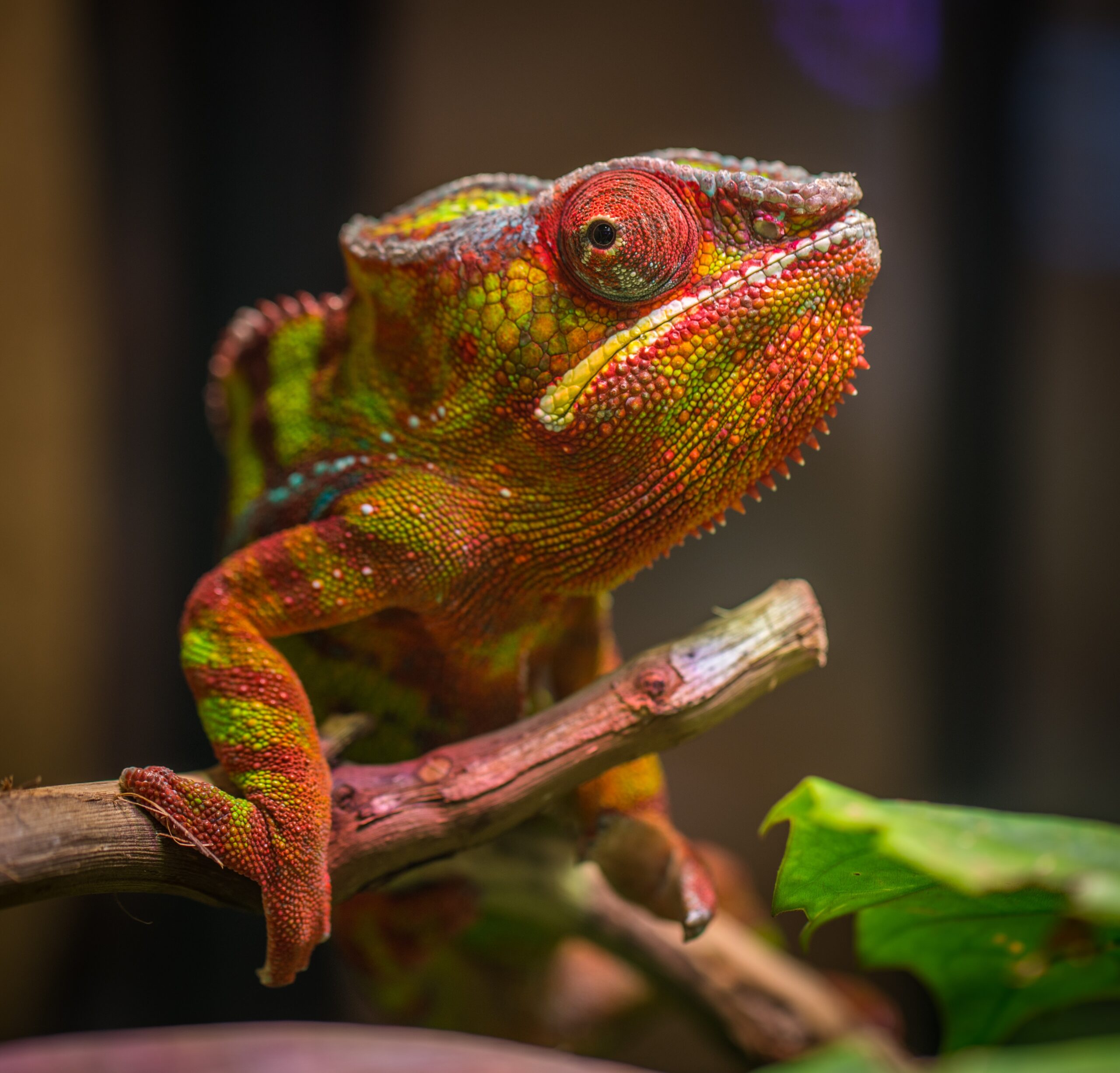 nashville aquarium pexels egor kamelev